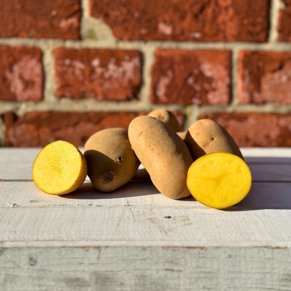 Bio Kartoffel Bellinda