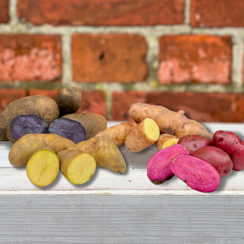 Kartoffel Probierpaket 4 Sorten
